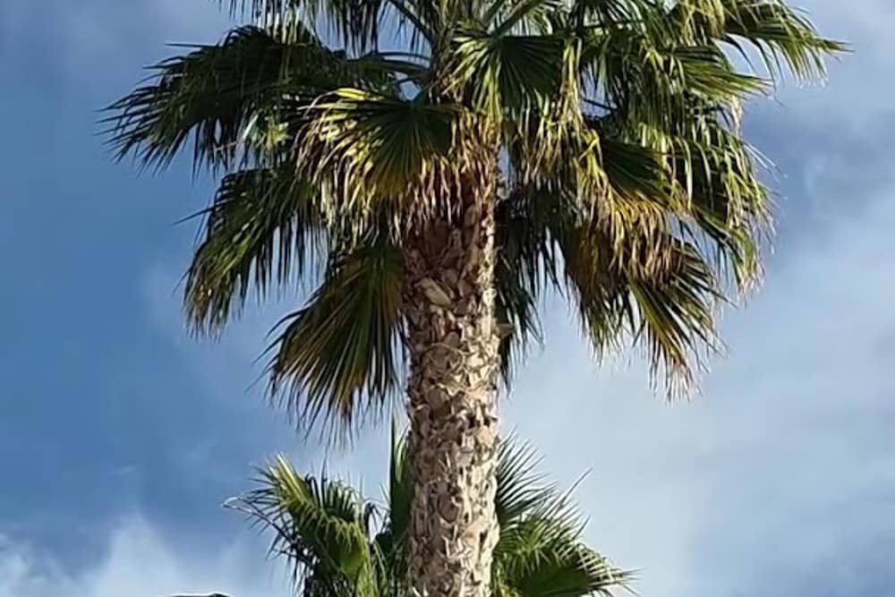 Hotel Allon Mediterrania (2)