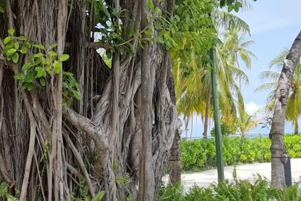 Kuredu Island Resort & Spa (2)